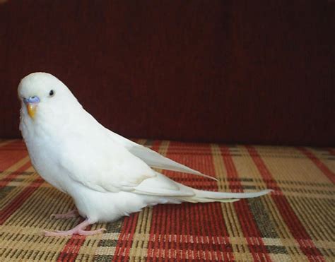 Beyaz muhabbet kuş türü